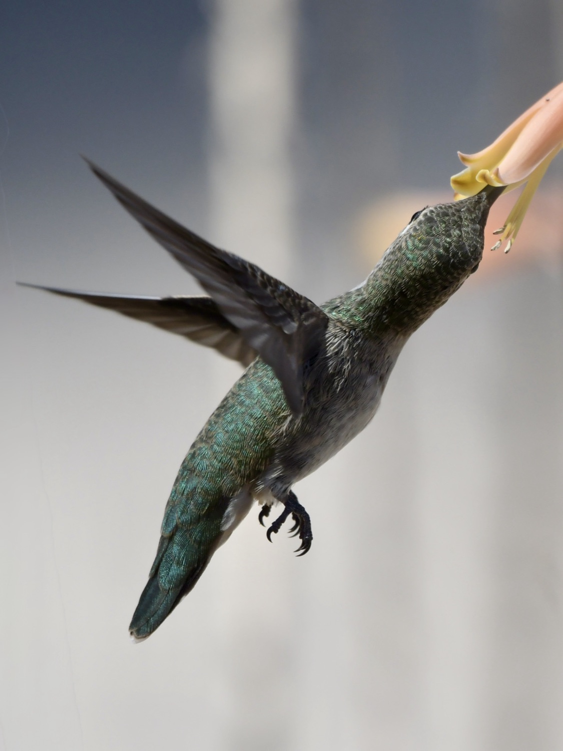 Hummingbird in flight