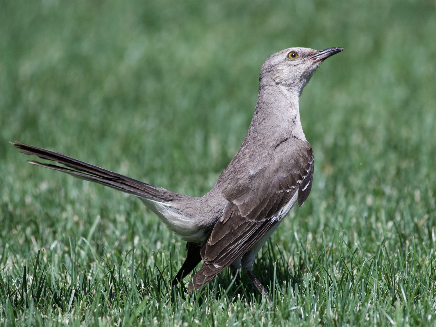 Northern mockingbird